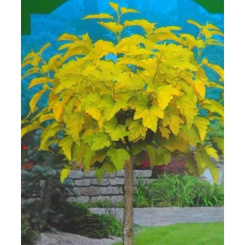 PĘCHERZNICA żółta na pniu - sadzonki 130 / 150 cm